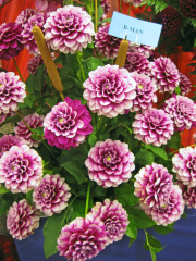 Dahlia ' B - MAN ' (Min.D.)   Swan Island  USA  1998     Swan Island Dahlias, Canby, Oregon, USA 2012   (David Brown)